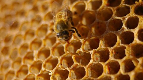 كيف تصنع النحلة العسل