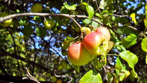 كيف يزرع التفاح