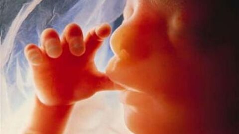 كيفية مراحل تكوين الجنين