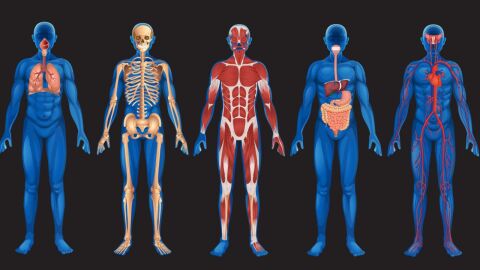 ما هي أعضاء جسم الإنسان