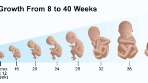 مراحل تطور الجنين بالأسابيع