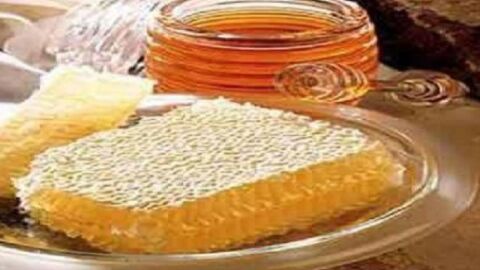 فوائد غذاء ملكات النحل للحمل
