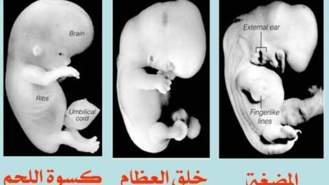 مراحل تكوين الجنين في القرآن