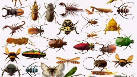 أنواع الحشرات