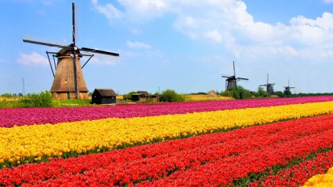 بحث عن هولندا