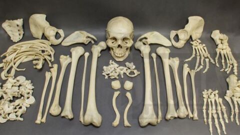 عدد عظام الإنسان
