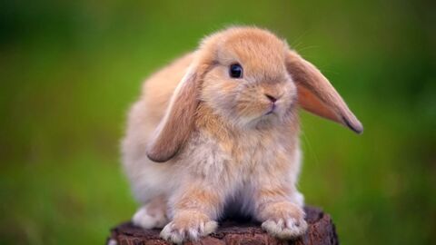 صغير الأرنب