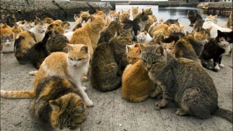 جزيرة القطط في اليابان