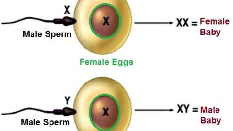 كيف يتم تحديد نوع الجنين