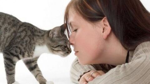 ما هو علاج داء القطط