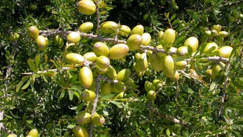 بحث عن فوائد شجرة الزيتون