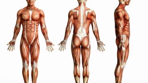 عدد العضلات في الجسم