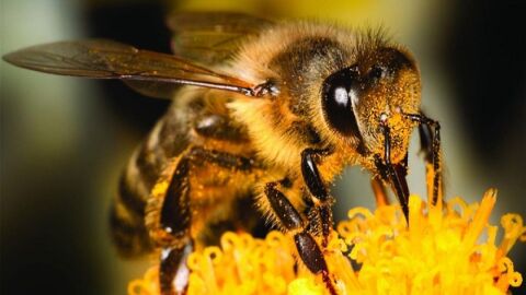 معلومات حول النحل