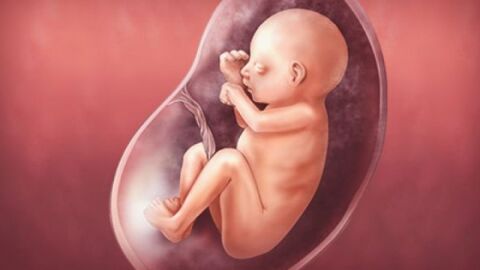 بحث عن مراحل تكوين الجنين