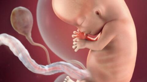 مراحل نمو الجنين في الأسبوع الثامن