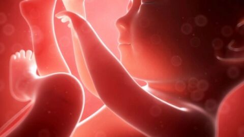 مراحل نمو الجنين حتى الولادة