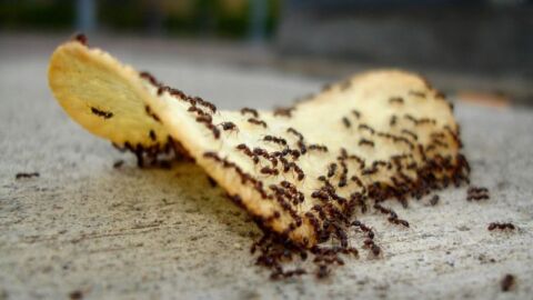 أفضل الطرق للقضاء على النمل