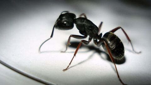 طرق منزلية للتخلص من النمل