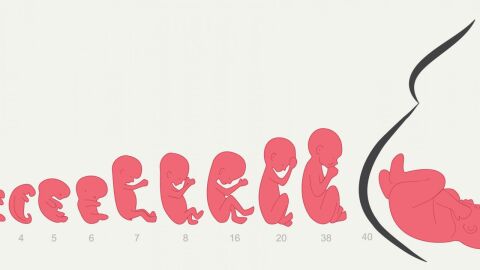 مراحل التطور الجنيني