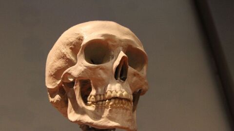 كم عدد عظام جمجمة الإنسان