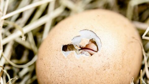 مراحل تطور جنين بيضة الدجاج