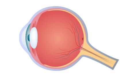 أول عالم شرح تركيب العين