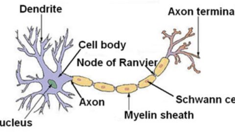 أجزاء الخلية العصبية