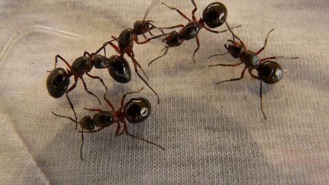كيفية معالجة النمل في المنزل
