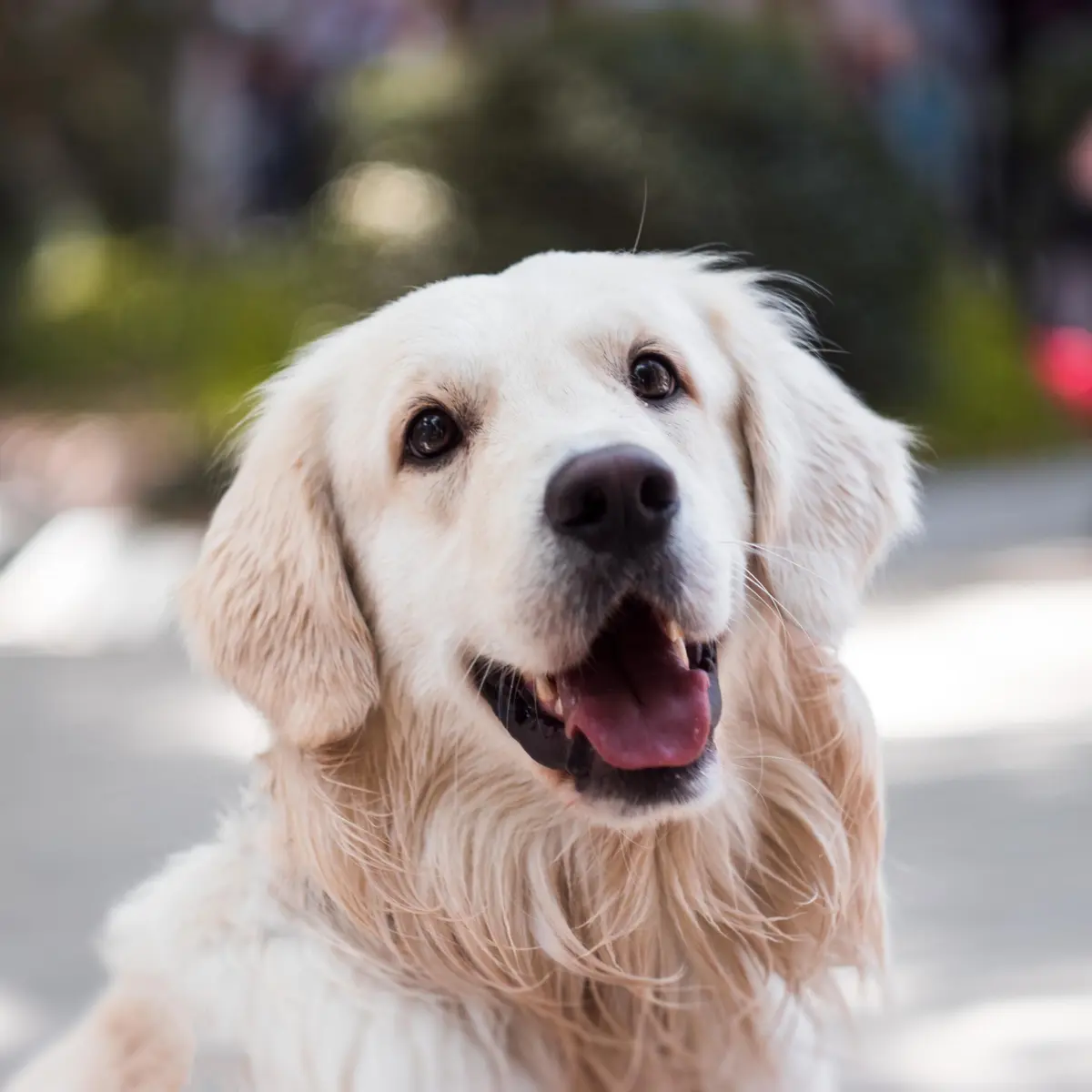 Suka Anjing Golden Retriever Seperti Ini Kepribadianmu Lifestyle Fimela Com