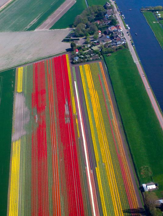 Foto Seperti Lukisan Begini Penampakan Ladang Tulip Di Belanda Global Liputan6 Com