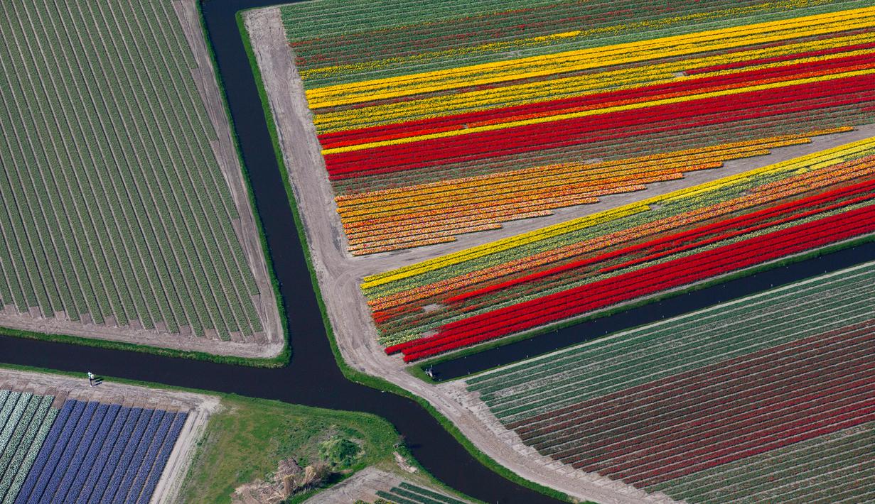 Foto Seperti Lukisan Begini Penampakan Ladang Tulip Di Belanda Global Liputan6 Com