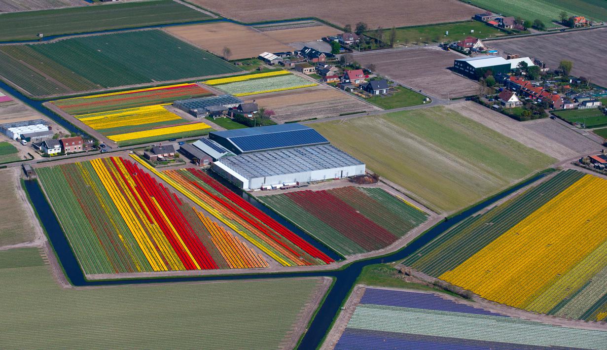 Foto Seperti Lukisan Begini Penampakan Ladang Tulip Di Belanda Global Liputan6 Com