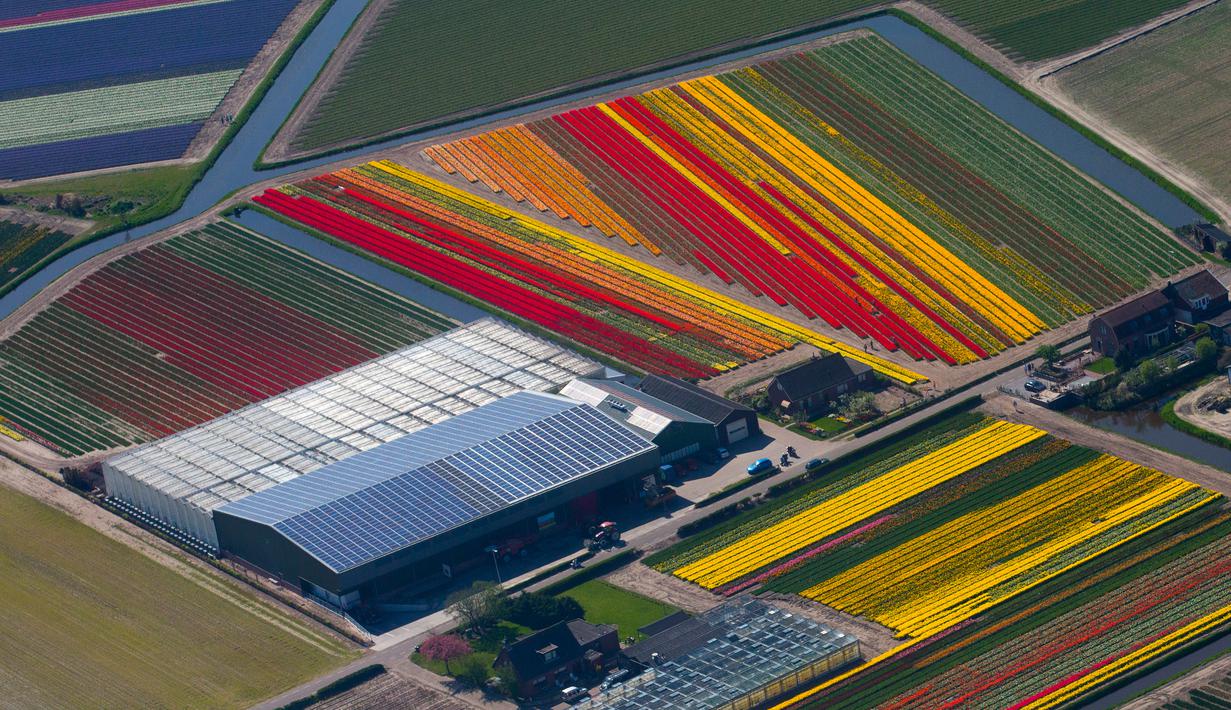 Foto Seperti Lukisan Begini Penampakan Ladang Tulip Di Belanda Global Liputan6 Com