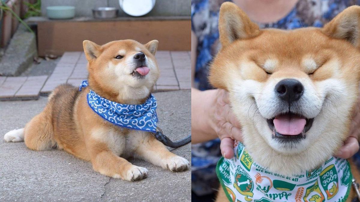 Shiba Inu Anjing Lucu Yang Membuat Citizen Meleleh Citizen6 Liputan6 Com