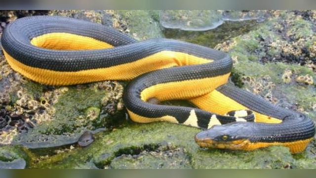 Gambar Ular Warna Kuning