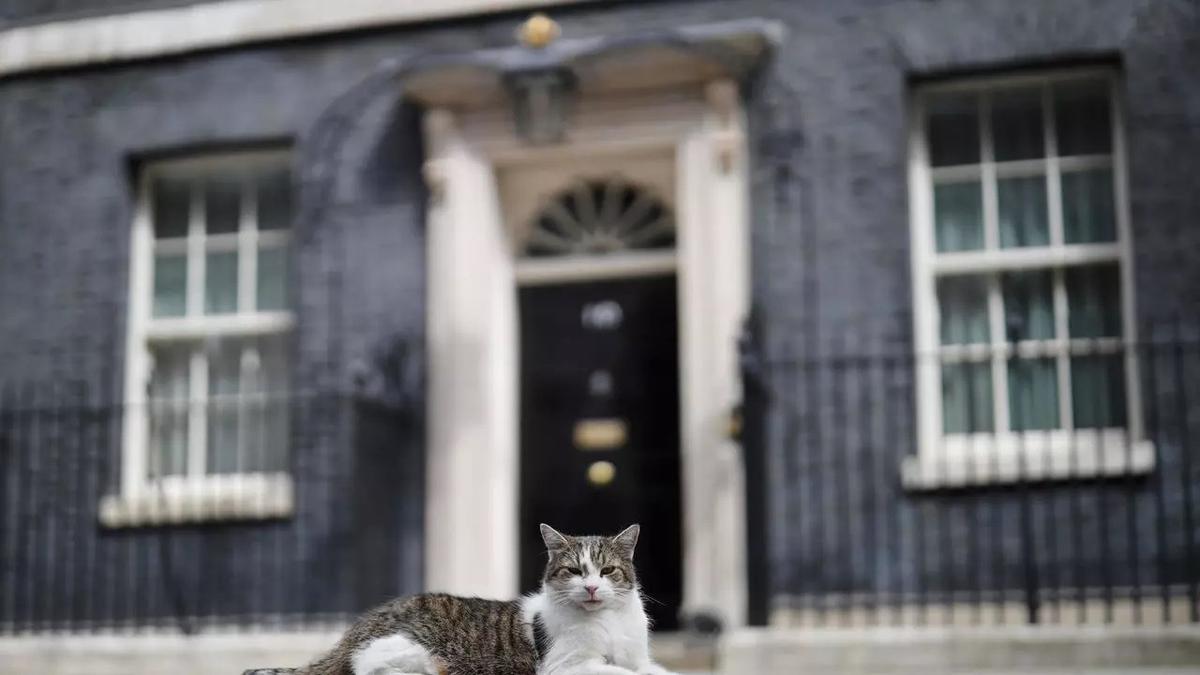 Kisah Larry Si Kucing Tinggal Di Rumah Dinas Pm Inggris Selama 10 Tahun Global Liputan6 Com
