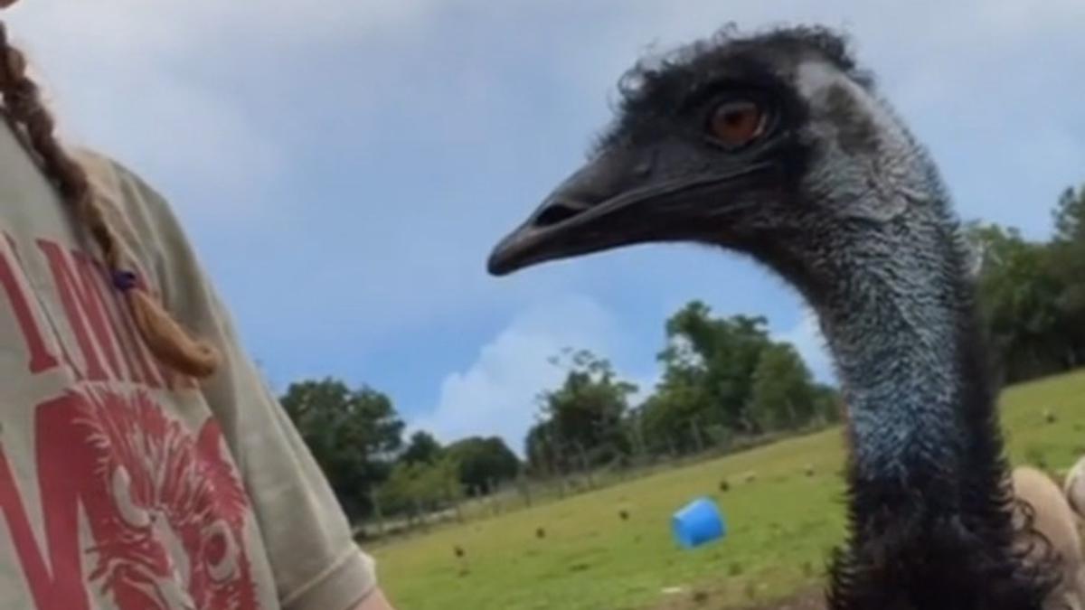 Emu Si Seleb Tiktok Tengah Berjuang Melawan Flu Burung Redaksiharian Com