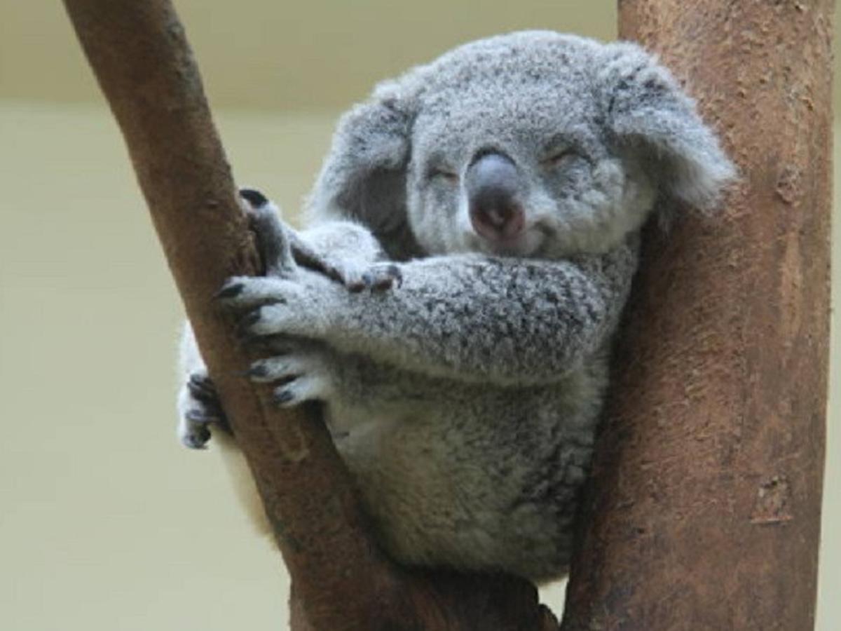 Tragis Ribuan Koala Diperkirakan Mati Akibat Kebakaran Hutan Australia Global Liputan6 Com