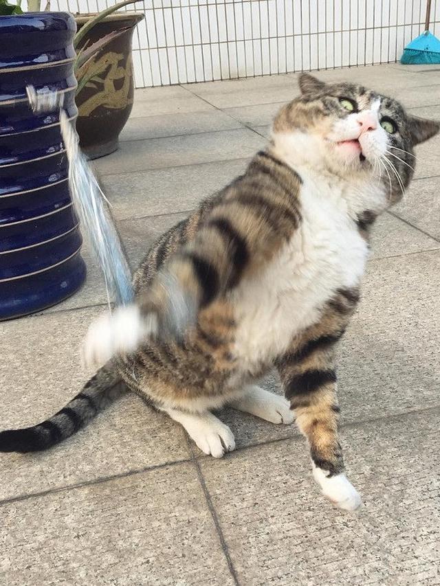 Gambar Kocak Kucing