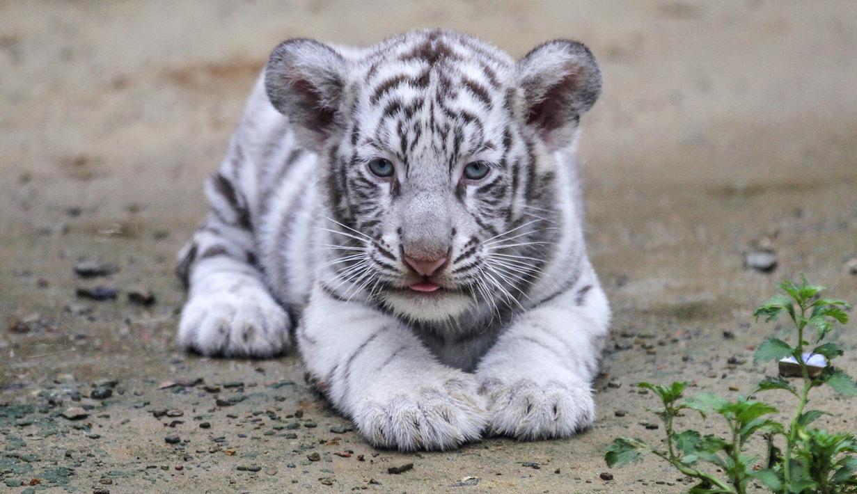 Gambar Bayi Harimau Lucu