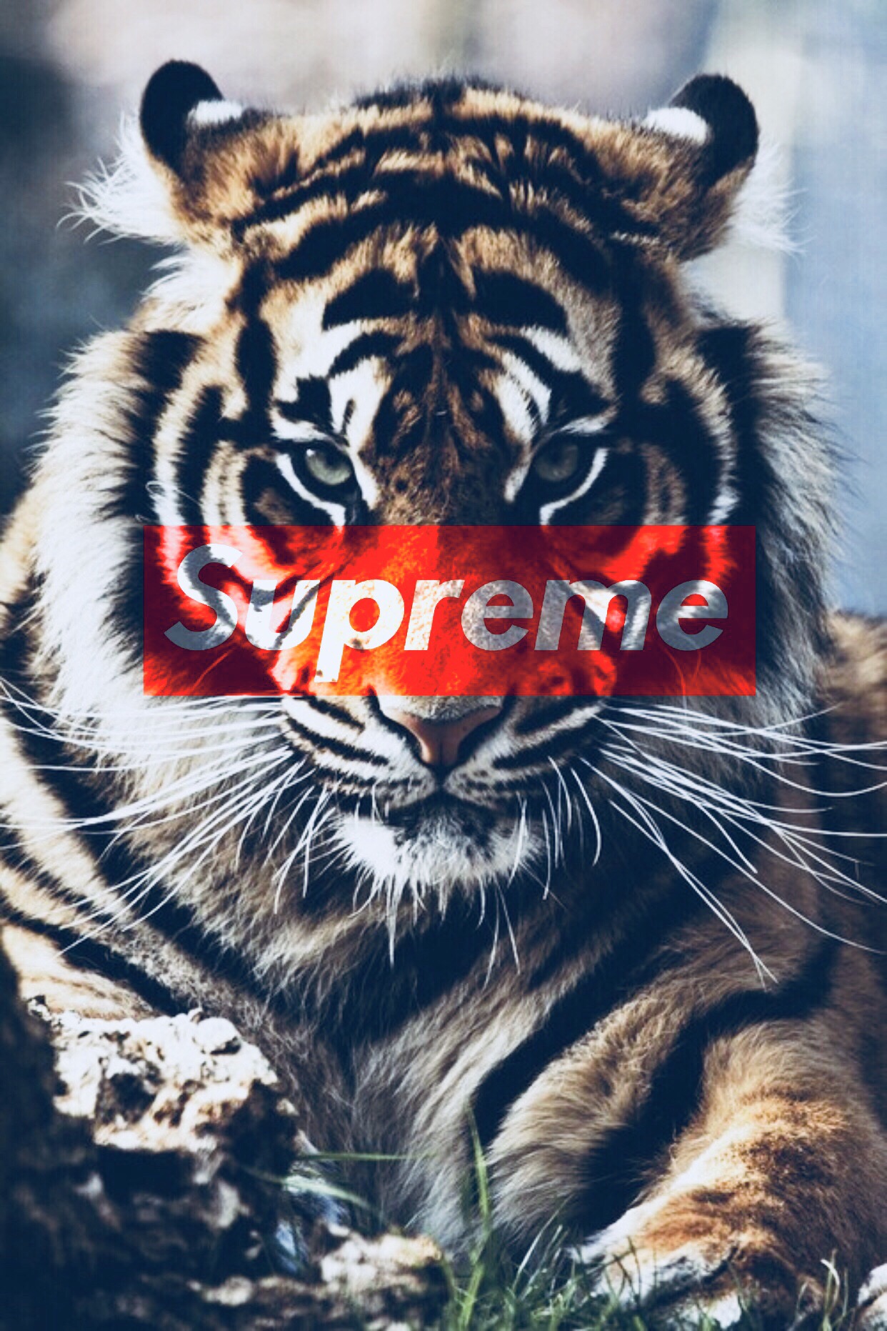 supreme tigre