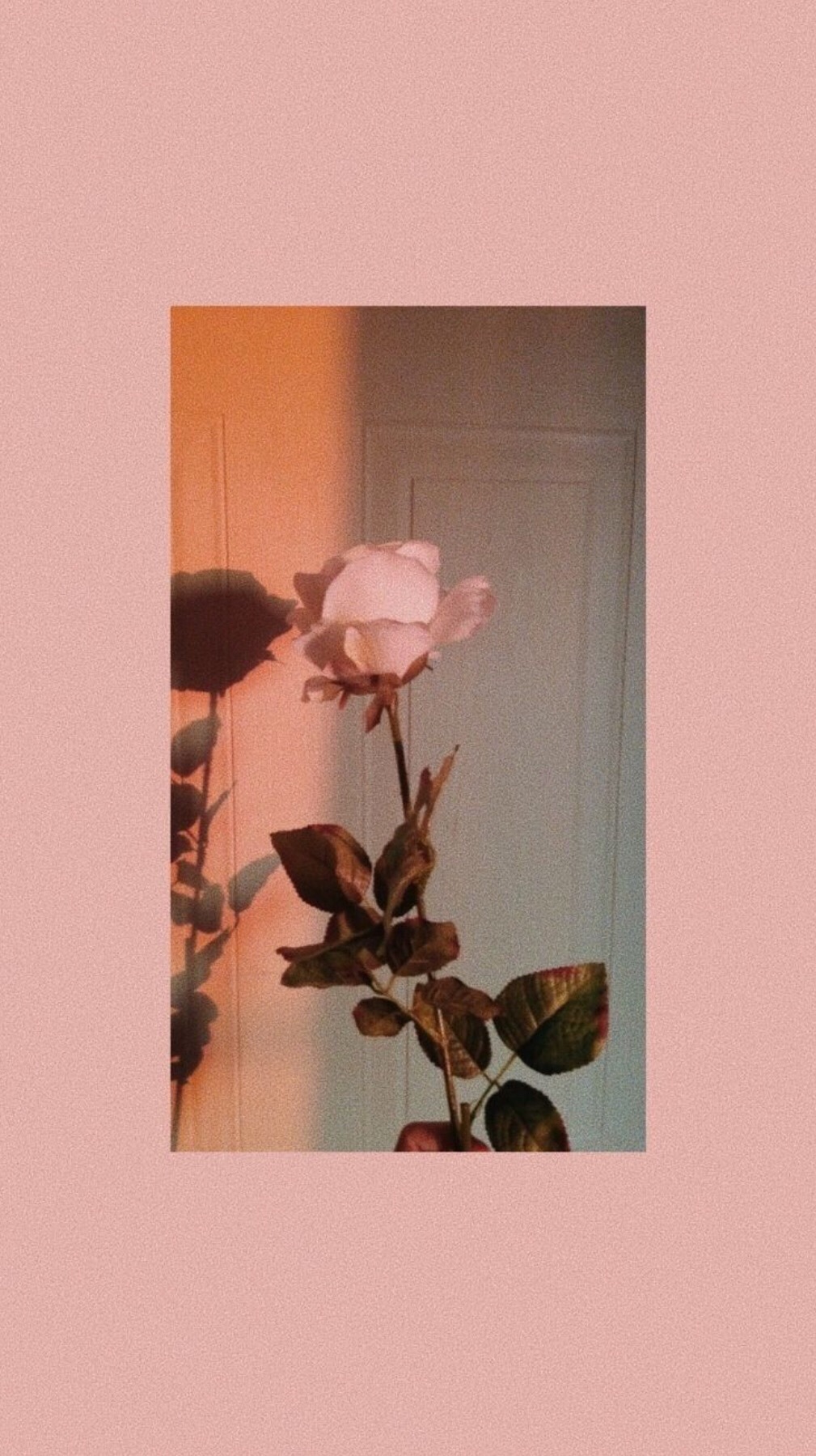 Featured image of post Hintergrund Tumblr Bilder Rose Bilder finden die zum begriff hintergrund passen