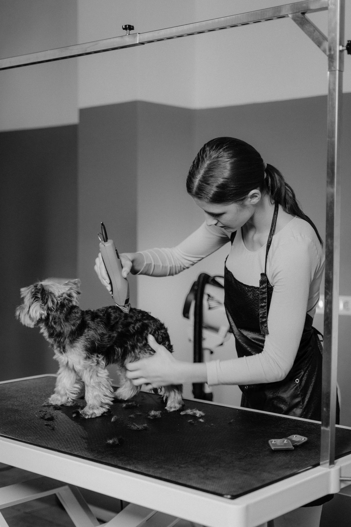Professional Grooming at Seattle Canine Club
