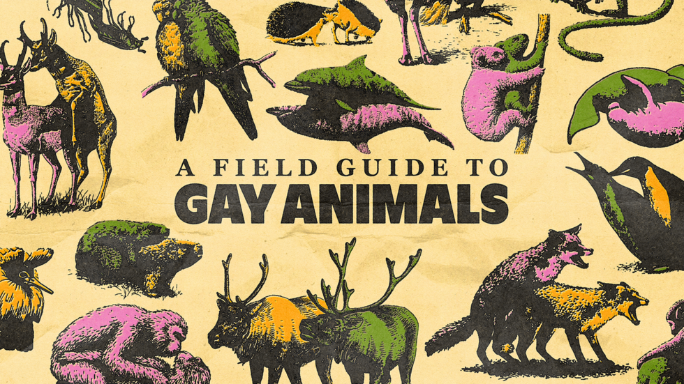 A Field Guide to Gay Animals