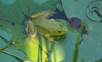 American Bullfrog (Lithobates catesbeianus)