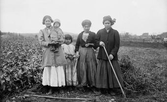 Récolte de pommes de terre