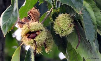 American Chestnut (Castanea dentata)