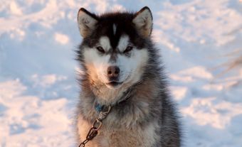 Canadian Inuit Dog