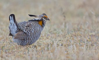 Male Greater Prairie Chicken