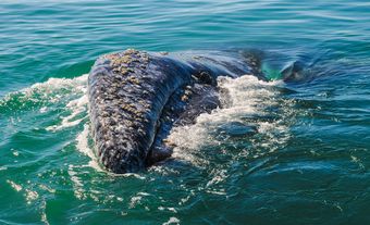 Baleine grise (Eschrichtius robustus)